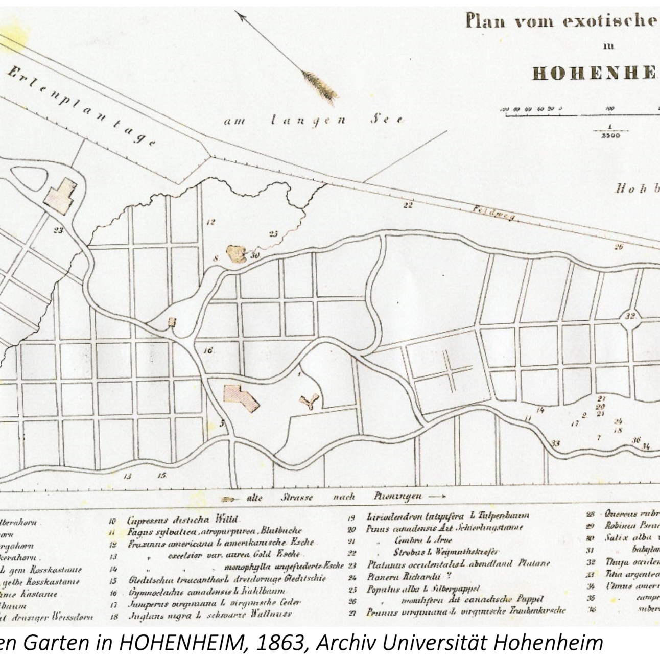 Plan von Exotischen Garten in Hohenheim von 1863