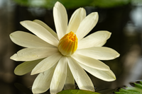 Nymphaea lotus