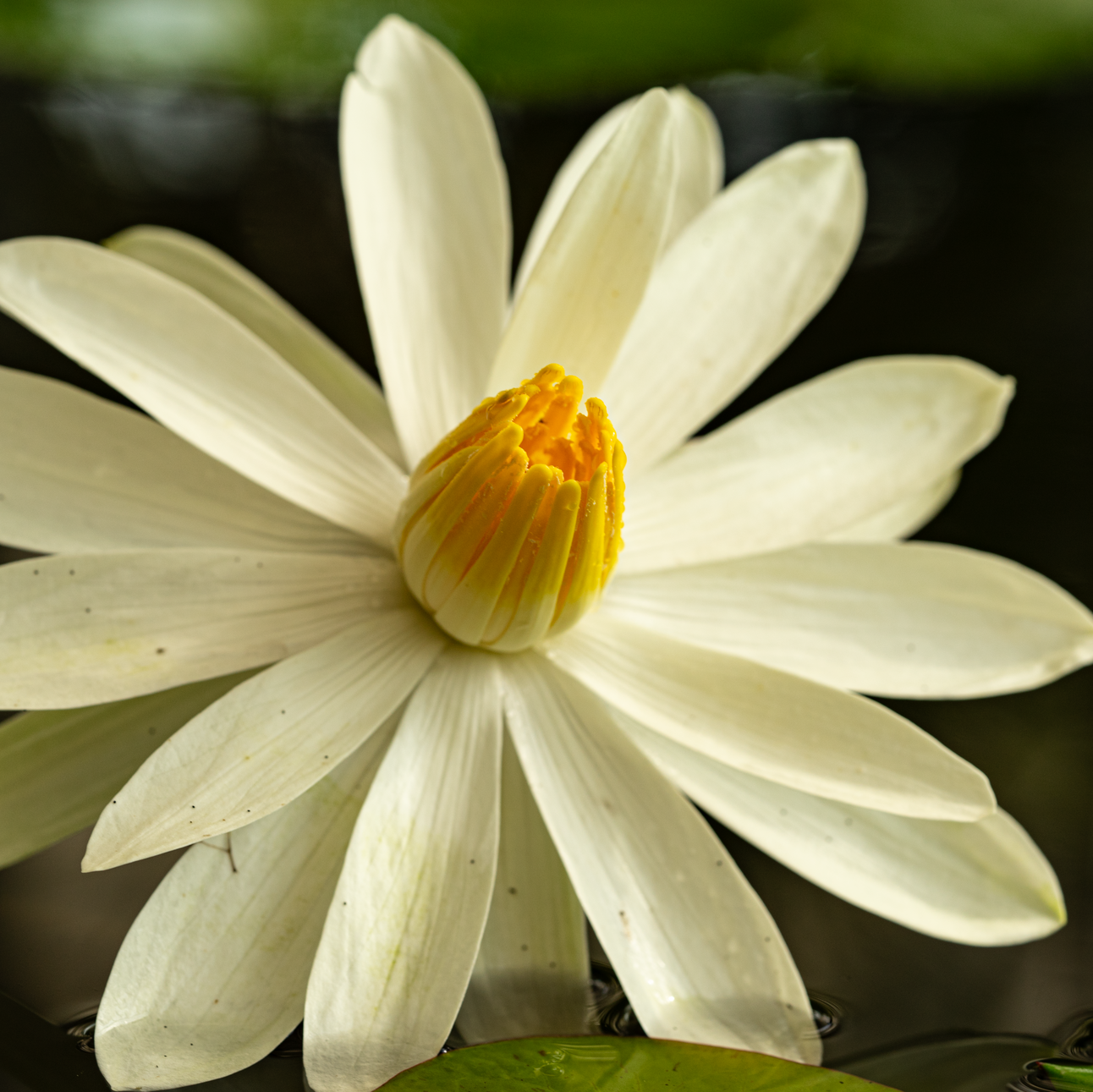 Nymphaea lotus
