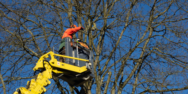 Baumpflegearbeiten