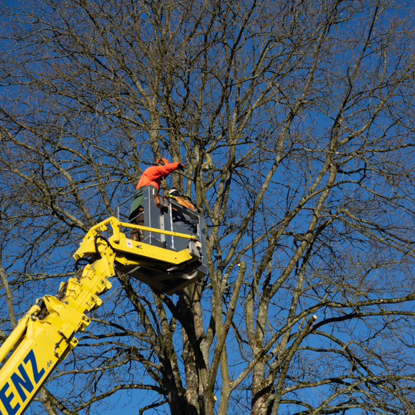 Tree care