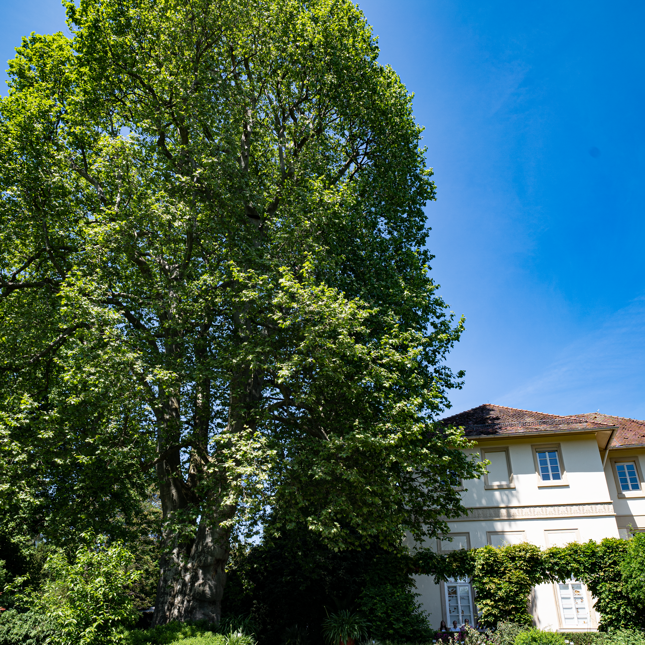 Die Platane am Spielhaus