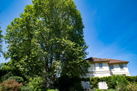 Die Platane am Spielhaus