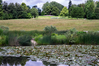 Eiszeitteich in der Vegetationsgeschichte der Nacheiszeit