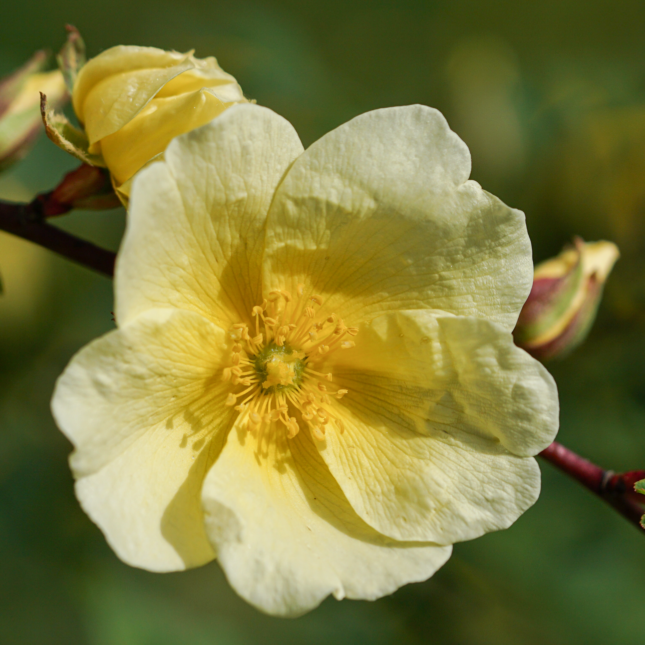 Rosa xanthina f. hugonis