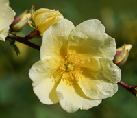 Rosa xanthina f. hugonis