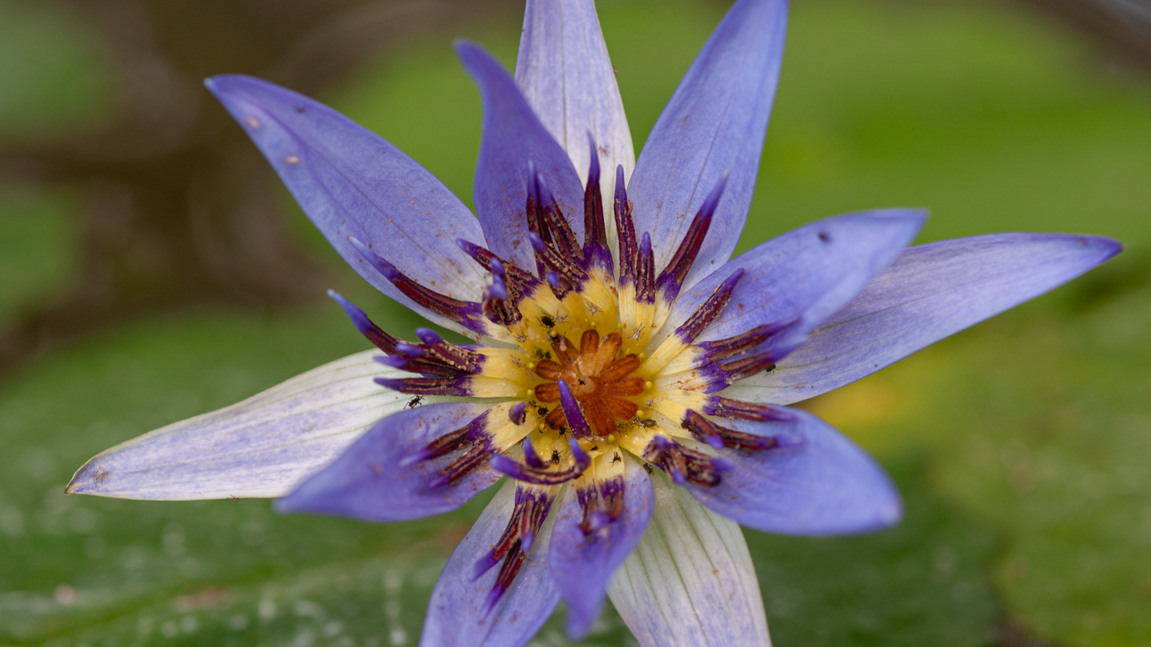 Nymphaea nouchali var. caerulea