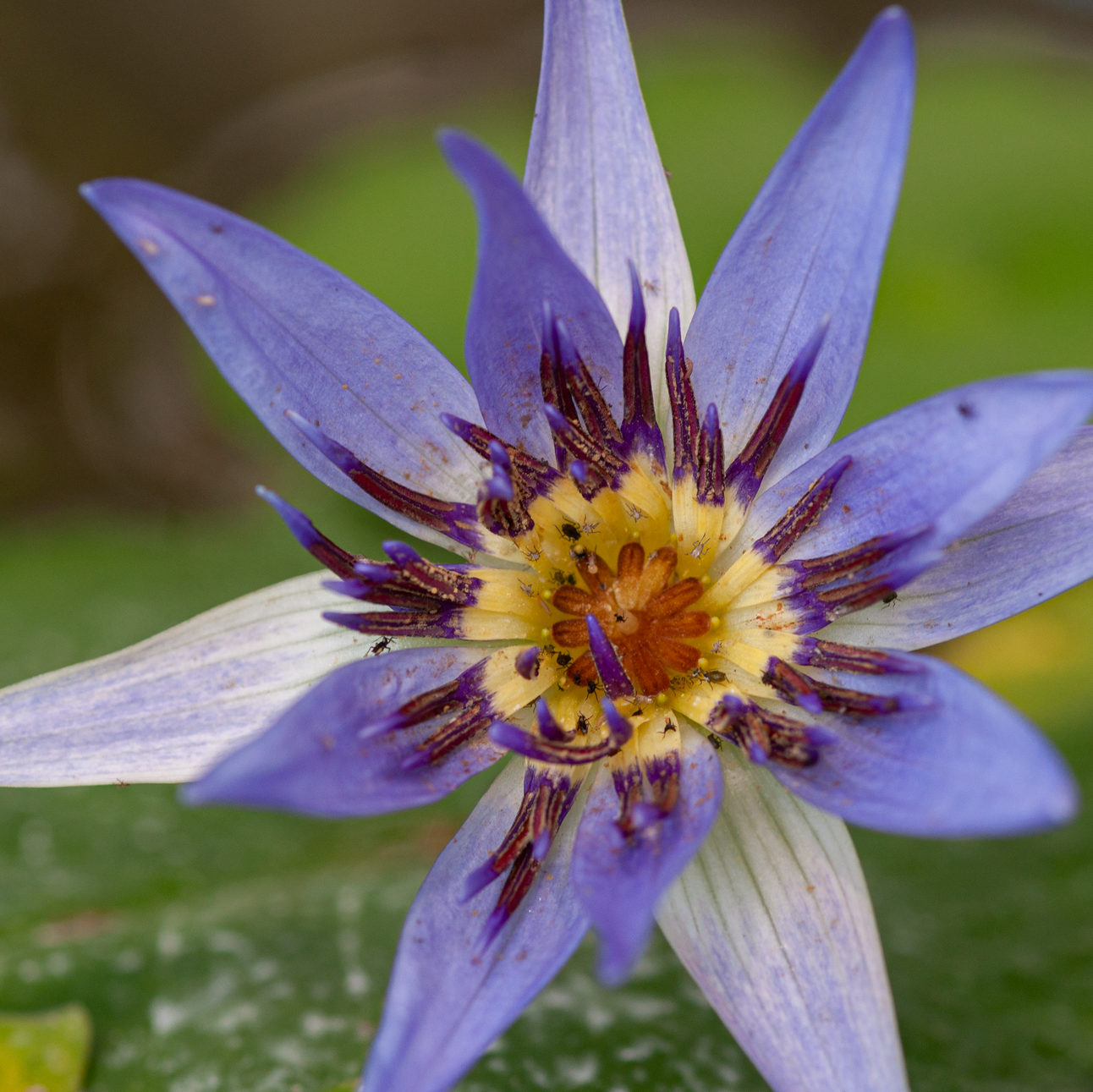 Nymphaea nouchali var. caerulea