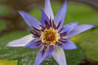 Nymphaea nouchali var. caerulea