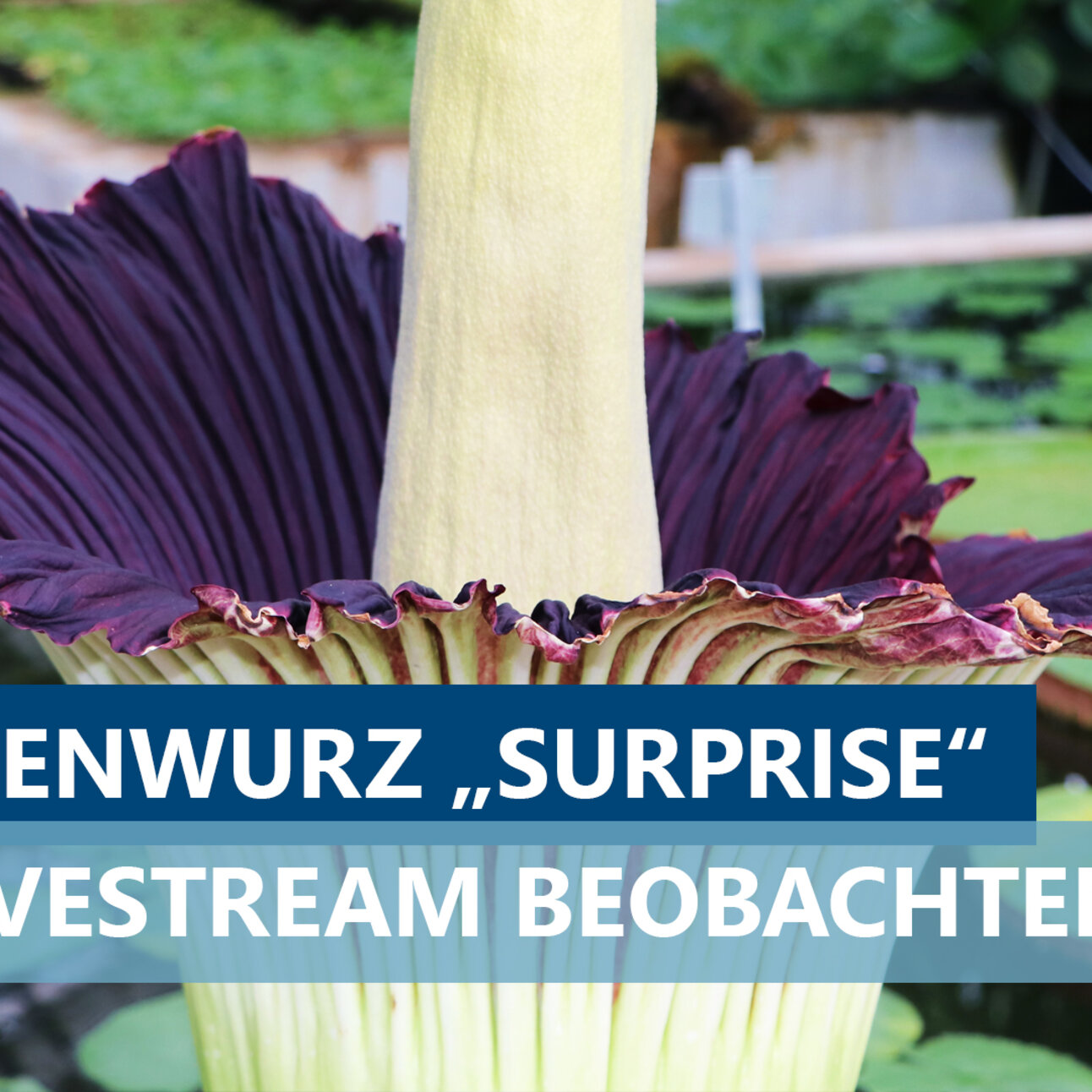 TEaser für die Amophophallus titanum Blüte