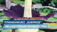 TEaser für die Amophophallus titanum Blüte