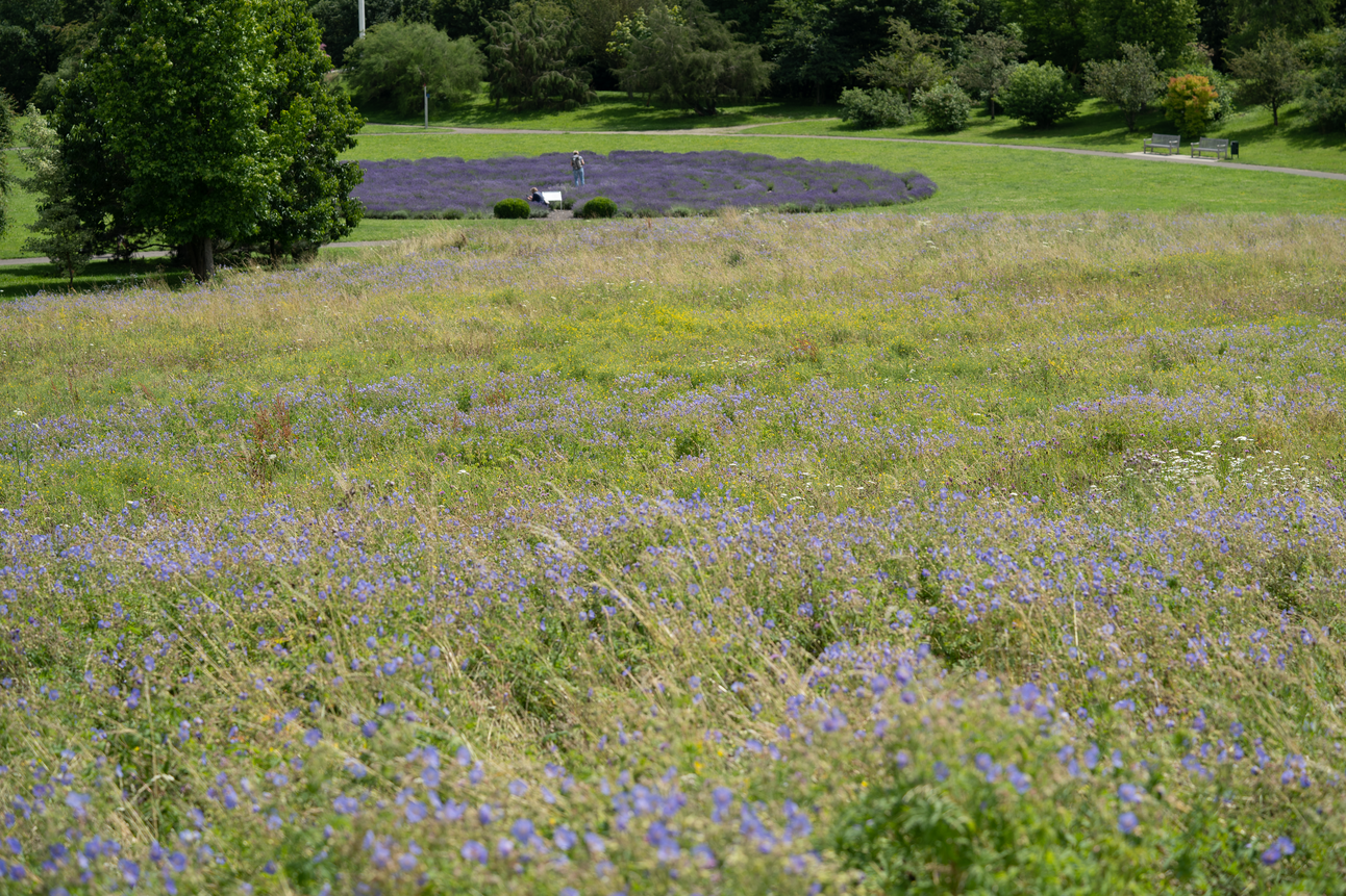 Wiese im Landschaftsgarten