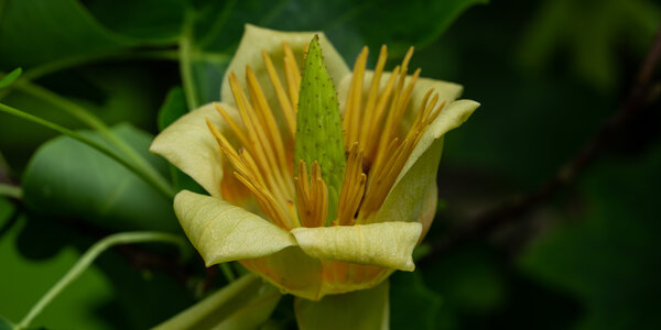 Magnoliaceae