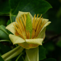 Magnoliaceae