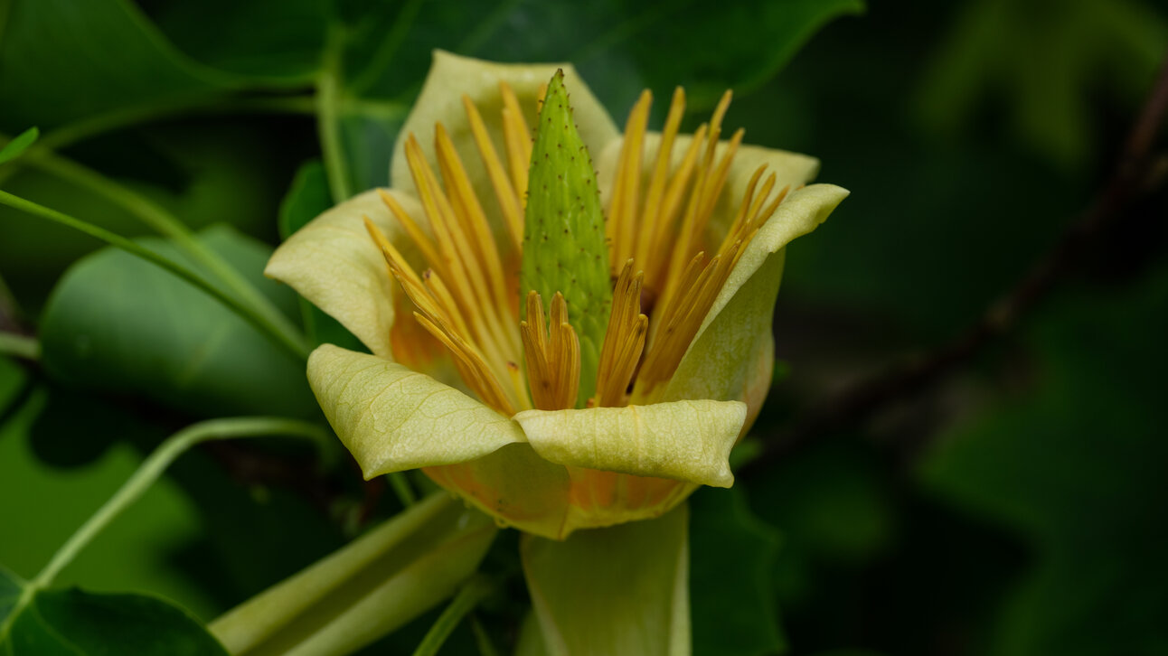Liriodendron tulipifera