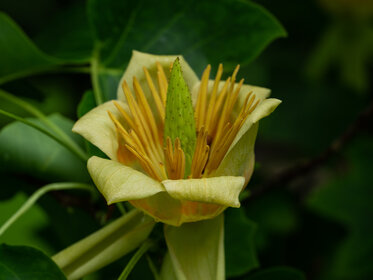 Magnoliaceae