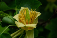 Magnoliaceae