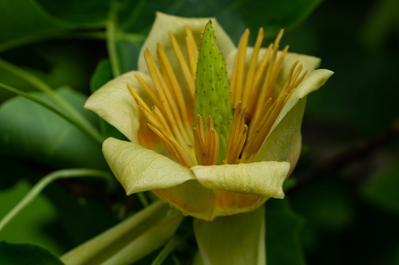 Liriodendron tulipifera