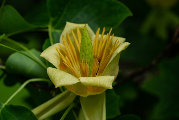 Magnoliaceae