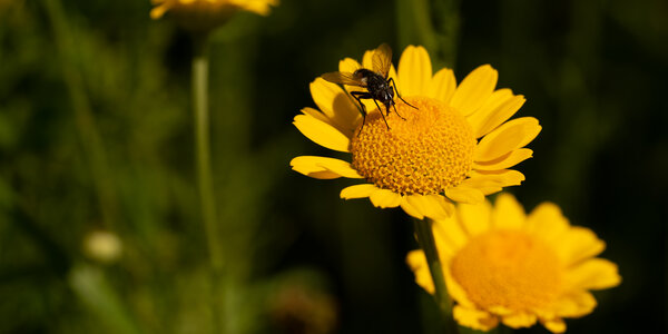 Blühstreifen - Blühende Landschaft Süd - <em>Anthemis tinctoria</em>