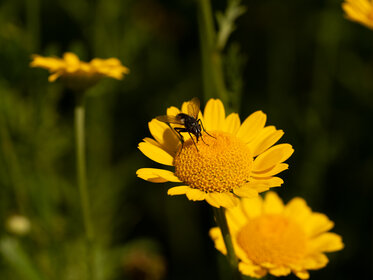 Blühstreifen - Blühende Landschaft Süd - <em>Anthemis tinctoria</em>