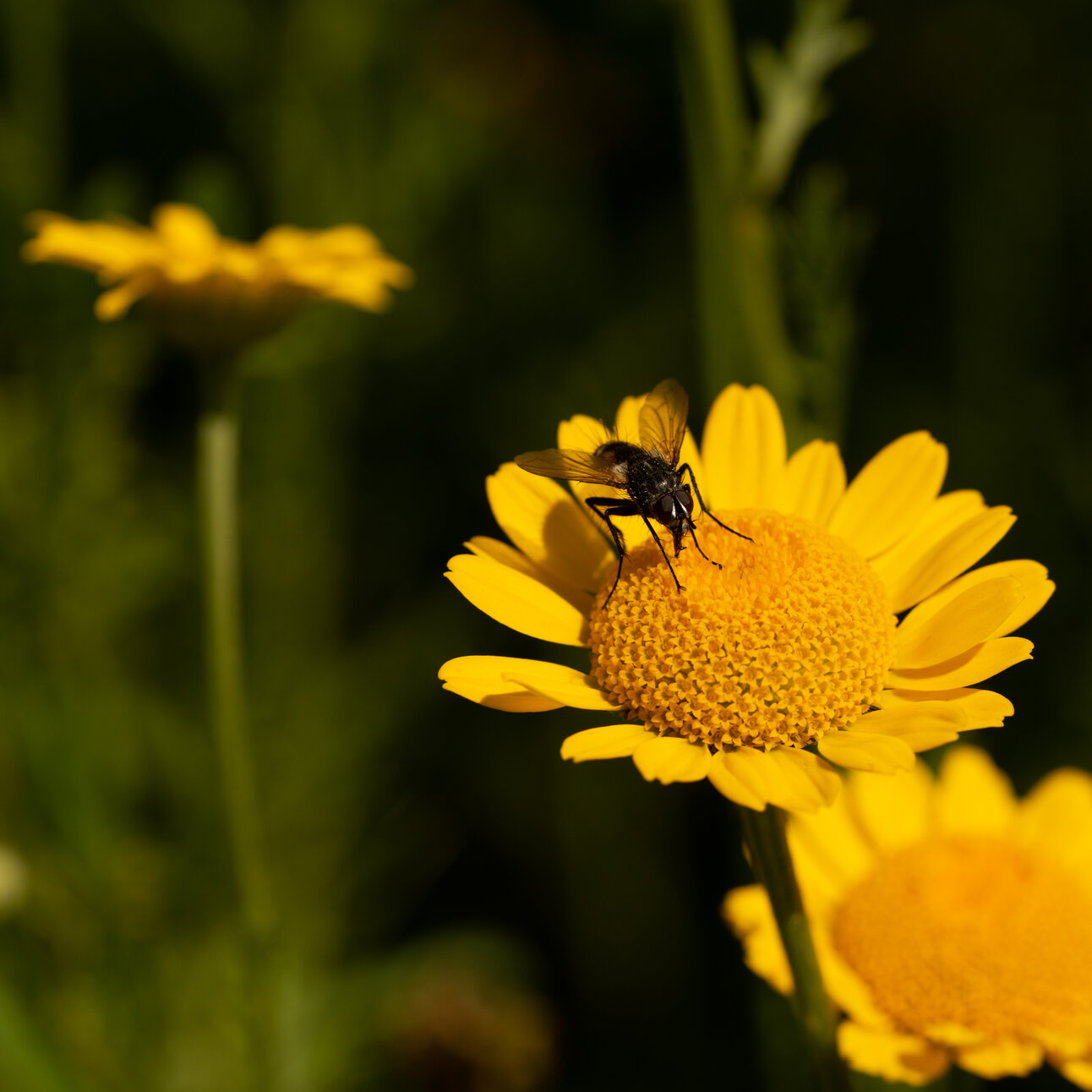 Blühstreifen - Blühende Landschaft Süd - <em>Anthemis tinctoria</em>