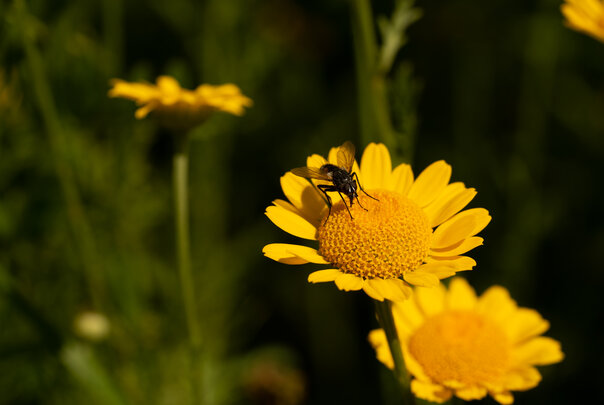 Blühstreifen - Blühende Landschaft Süd - <em>Anthemis tinctoria</em>