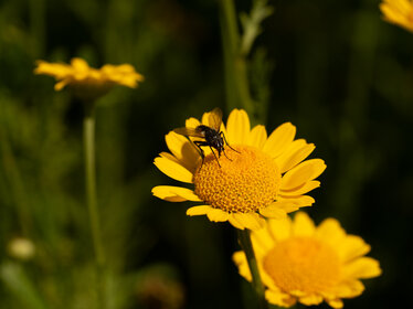 Blühstreifen - Blühende Landschaft Süd - <em>Anthemis tinctoria</em>