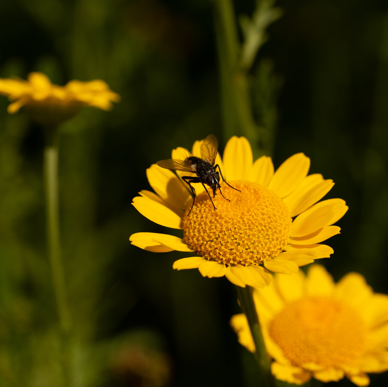 Blühstreifen - Blühende Landschaft Süd - <em>Anthemis tinctoria</em>
