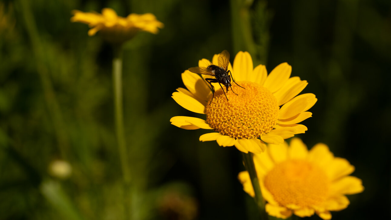 Blühstreifen - Blühende Landschaft Süd - <em>Anthemis tinctoria</em>