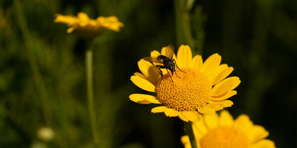 Blühstreifen - Blühende Landschaft Süd - <em>Anthemis tinctoria</em>