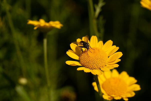 Blühstreifen - Blühende Landschaft Süd - <em>Anthemis tinctoria</em>