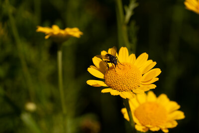 Blühstreifen - Blühende Landschaft Süd - <em>Anthemis tinctoria</em>